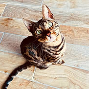 Minou participe au concours pour gagner de l'argent avec cette photo : animal, bengal_cat, cat, close_up, curious, cute, domestic_animal, ears, feline, furry, green_eyes, indoor, looking_up, pet, sitting, striped_fur, tail, whiskers, wooden_floor, young_cat