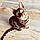 Minou