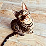 animal, bengal_cat, cat, close_up, curious, cute, domestic_animal, ears, feline, furry, green_eyes, indoor, looking_up, pet, sitting, striped_fur, tail, whiskers, wooden_floor, young_cat