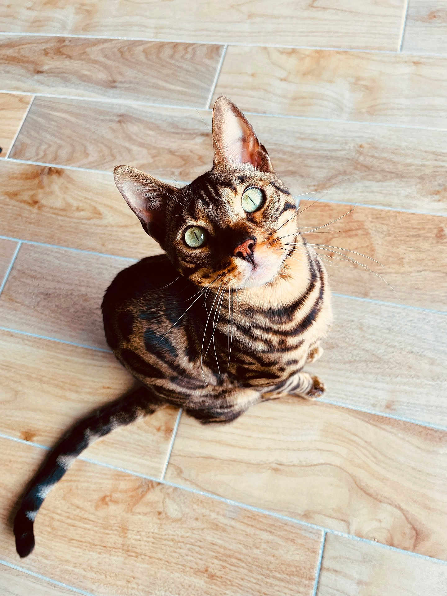 Minou