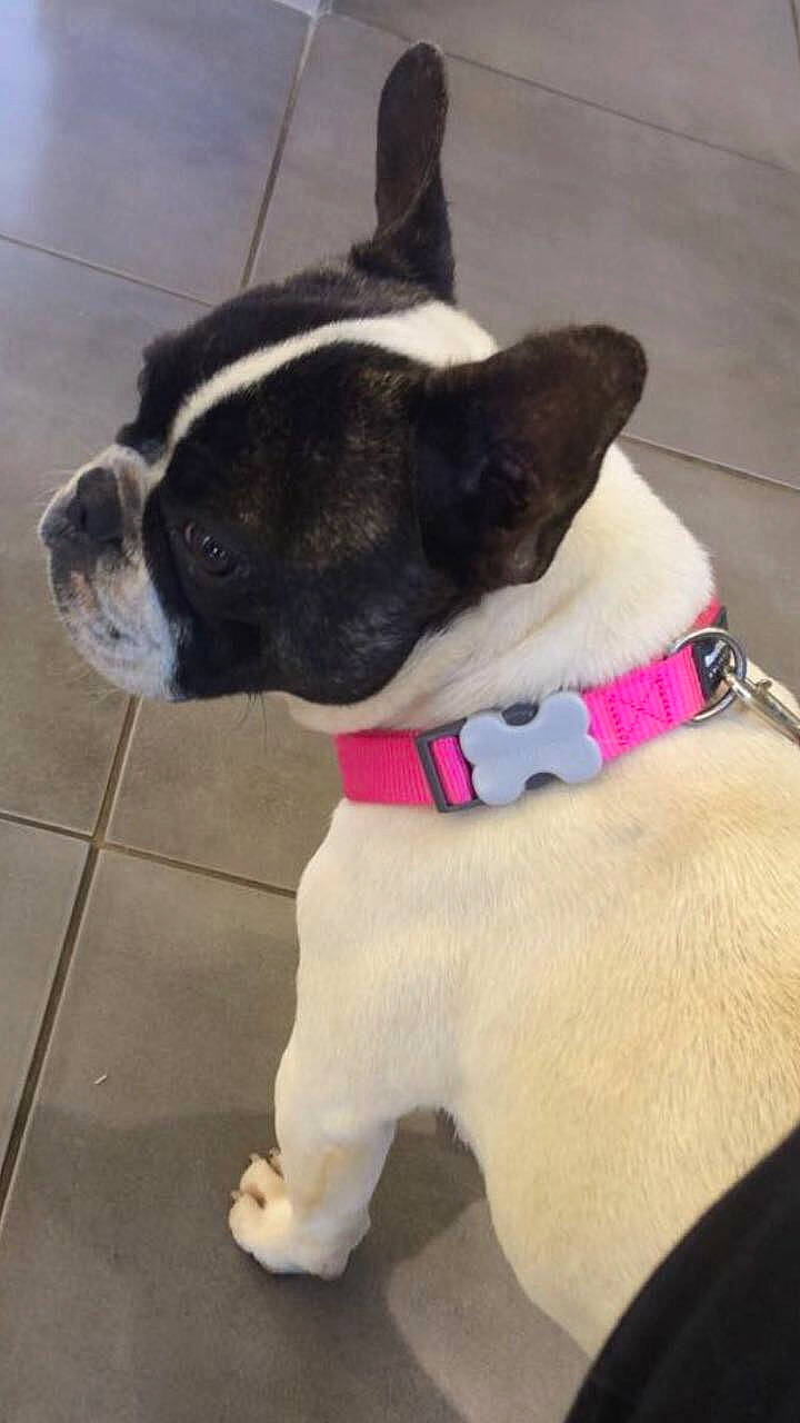 Noushka participe au concours pour gagner de l'argent avec cette photo : boston_terrier, bulldog, canidae, carnivore, collar, companion_dog, dog, dog_breed, dog_clothes, dog_collar, fawn, french_bulldog, leash, mammal, non_sporting_group, snout, sporting_group, tail, toy_bulldog