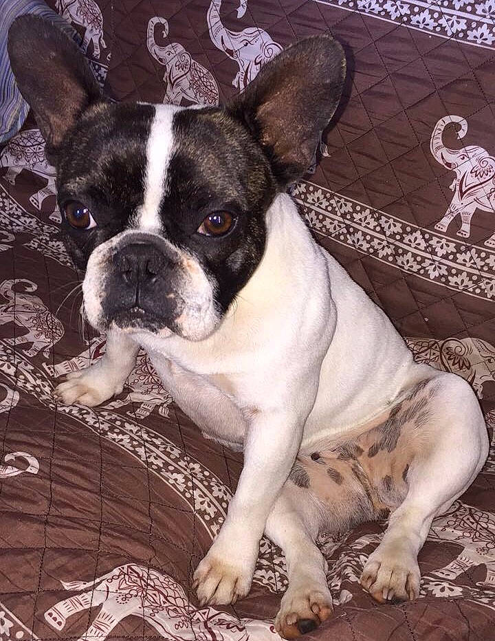 Noushka a rejoint le concours — aidez-le/la à gagner de superbes lots ! ancient_dog_breeds, bulldog, canidae, carnivore, companion_dog, dog, dog_breed, fawn, french_bulldog, mammal, molosser, non_sporting_group, puppy, rare_breed_dog, skin, snout, sporting_group, toy_bulldog, vertebrate, whiskers