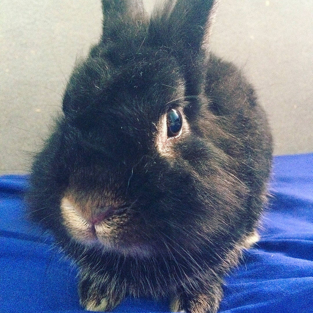 Blacko a rejoint le concours — aidez-le/la à gagner de superbes lots ! domestic_rabbit, ear, hare, rabbit, rabbits_and_hares, snout, whiskers