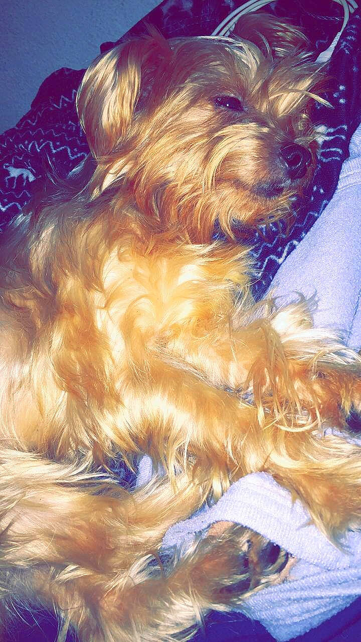 Murphy participe au concours pour gagner de l'argent avec cette photo : australian_silky_terrier, australian_terrier, cairn_terrier, canidae, carnivore, companion_dog, dog, dog_breed, fawn, glen_of_imaal_terrier, mammal, morkie, puppy, rare_breed_dog, schnoodle, small_terrier, sporting_group, terrier, toy_dog, yorkshire_terrier