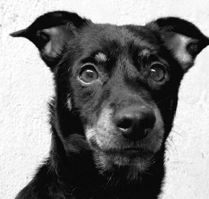 Filou participe au concours pour gagner de l'argent avec cette photo : black_and_tan_terrier, black_and_white, canidae, carnivore, dog, dog_breed, drawing, ear, feist, mammal, nose, patterdale_terrier, photography, snout, sporting_group, street_dog, style, whiskers