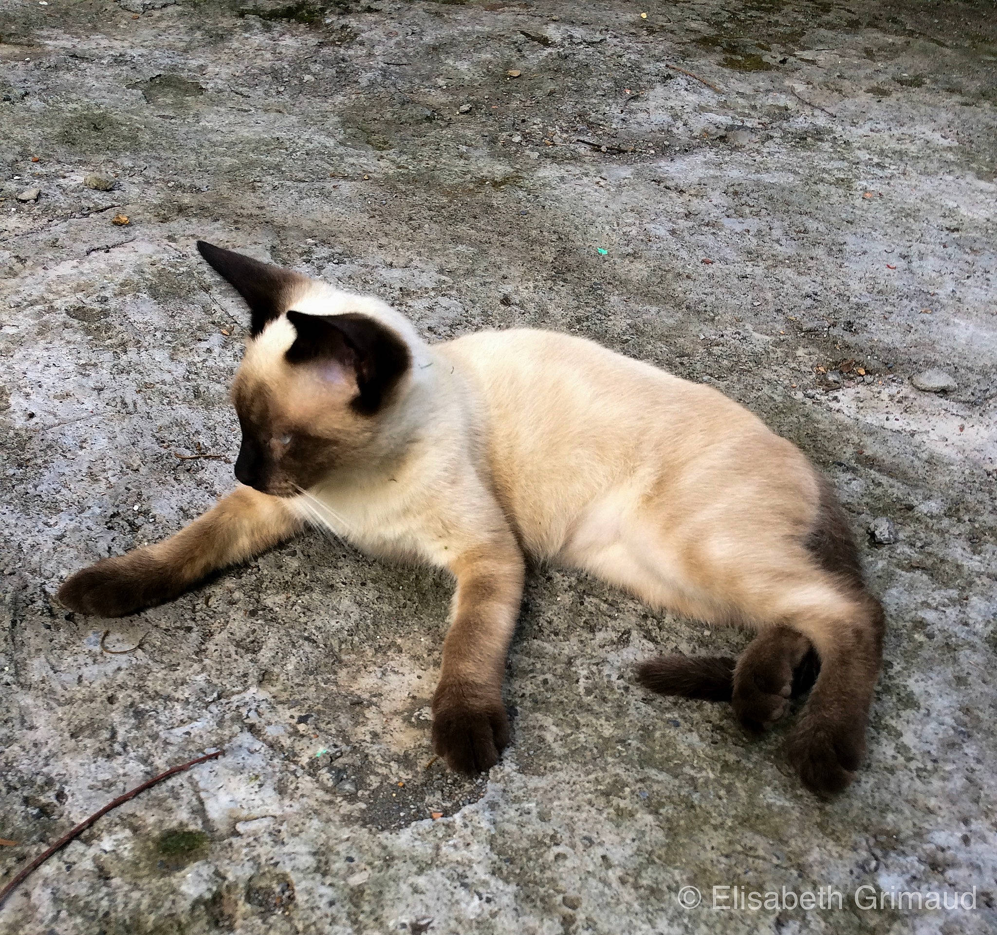 Smiley a rejoint le concours — aidez-le/la à gagner de superbes lots ! balinese, carnivore, cat, fawn, felidae, himalayan, mammal, siamese, small_to_medium_sized_cats, snout, tail, thai, tonkinese, vertebrate, whiskers, wildlife