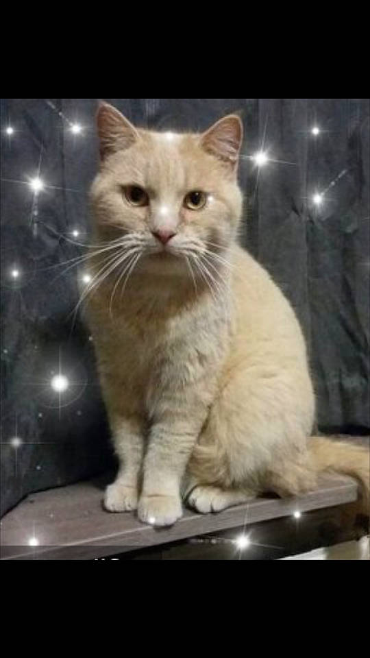 Mocka a rejoint le concours — aidez-le/la à gagner de superbes lots ! asian, asian_semi_longhair, british_semi_longhair, burmilla, carnivore, cat, cymric, domestic_short_haired_cat, european_shorthair, fawn, felidae, kitten, mammal, photo_caption, photography, polydactyl_cat, small_to_medium_sized_cats, vertebrate, whiskers