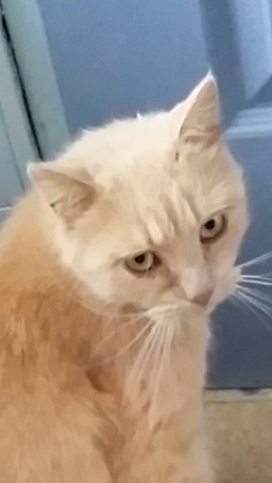 Mocka participe au concours pour gagner de l'argent avec cette photo : aegean_cat, asian, asian_semi_longhair, british_semi_longhair, burmilla, carnivore, cat, domestic_long_haired_cat, domestic_short_haired_cat, eye, felidae, fur, kitten, mammal, siberian, small_to_medium_sized_cats, snout, turkish_angora, vertebrate, whiskers