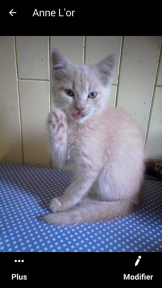 Mocka a rejoint le concours — aidez-le/la à gagner de superbes lots ! arabian_mau, asian, asian_semi_longhair, burmilla, carnivore, cat, domestic_short_haired_cat, european_shorthair, fawn, felidae, kitten, mammal, ojos_azules, photo_caption, polydactyl_cat, ragdoll, small_to_medium_sized_cats, turkish_angora, vertebrate, whiskers