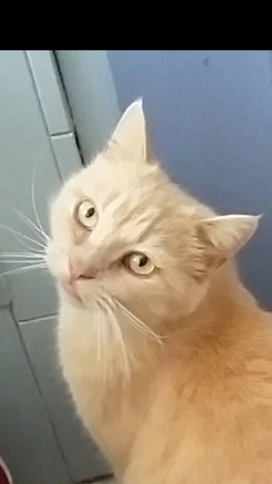 Mocka participe au concours pour gagner de l'argent avec cette photo : aegean_cat, asian, asian_semi_longhair, burmilla, carnivore, cat, domestic_long_haired_cat, domestic_short_haired_cat, eye, felidae, fur, head, kitten, mammal, ragamuffin, small_to_medium_sized_cats, snout, turkish_angora, vertebrate, whiskers