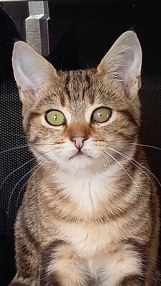 Angèle a rejoint le concours — aidez-le/la à gagner de superbes lots ! american_shorthair, american_wirehair, arabian_mau, asian, australian_mist, carnivore, cat, domestic_short_haired_cat, dragon_li, egyptian_mau, european_shorthair, felidae, kitten, mammal, small_to_medium_sized_cats, snout, sokoke, tabby_cat, vertebrate, whiskers