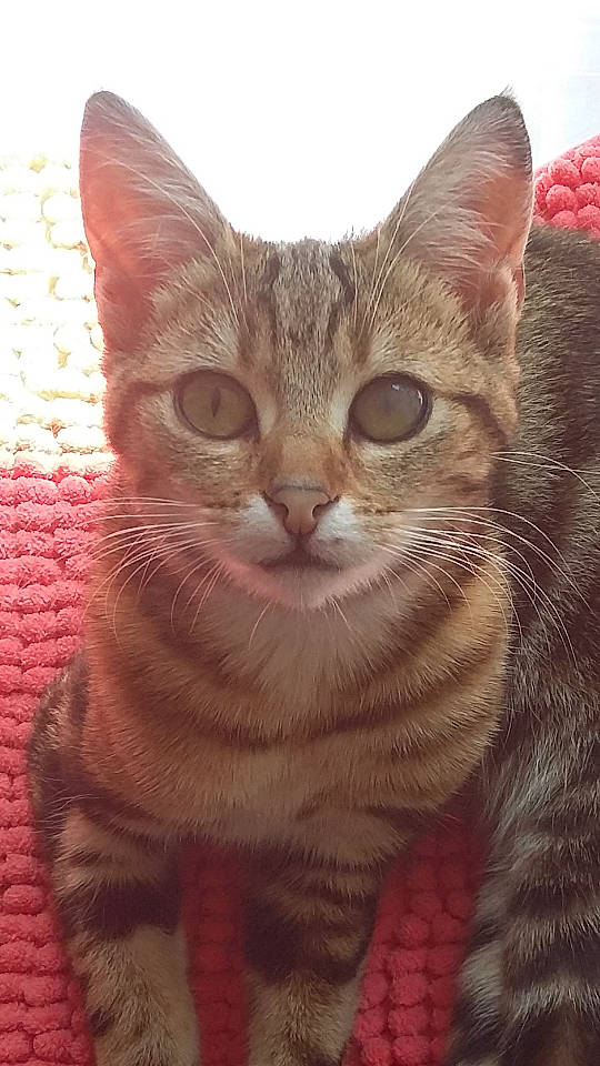 Angèle participe au concours pour gagner de l'argent avec cette photo : american_shorthair, american_wirehair, arabian_mau, asian, australian_mist, carnivore, cat, close_up, domestic_short_haired_cat, european_shorthair, felidae, german_rex, kitten, mammal, oriental_shorthair, small_to_medium_sized_cats, snout, tabby_cat, vertebrate, whiskers