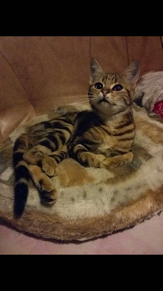 Angèle participe au concours pour gagner de l'argent avec cette photo : american_shorthair, arabian_mau, asian, bengal, california_spangled, carnivore, cat, domestic_short_haired_cat, dragon_li, european_shorthair, felidae, kitten, mammal, ocicat, small_to_medium_sized_cats, sokoke, tabby_cat, toyger, vertebrate, whiskers