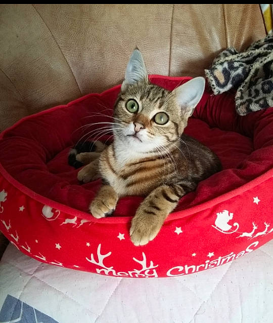 Angèle a rejoint le concours — aidez-le/la à gagner de superbes lots ! american_shorthair, american_wirehair, asian, australian_mist, california_spangled, carnivore, cat, domestic_short_haired_cat, dragon_li, egyptian_mau, european_shorthair, felidae, kitten, mammal, ocicat, pixie_bob, small_to_medium_sized_cats, tabby_cat, toyger, whiskers