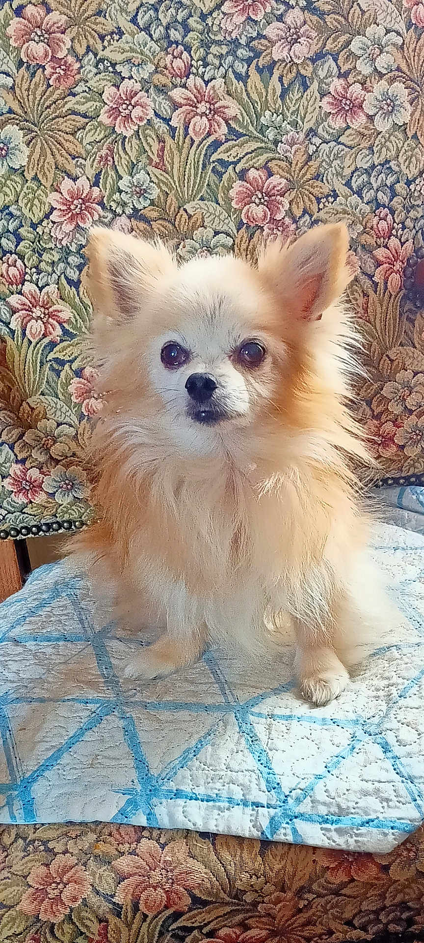 Adônis participe au concours pour gagner de l'argent avec cette photo : dog, small_dog, fluffy, sitting, quilted_blanket, blue_and_white, floral_pattern, upholstery, ears, fur, cute, pet, indoor, portrait, animal, domestic_animal, close_up, furniture, home, cozy