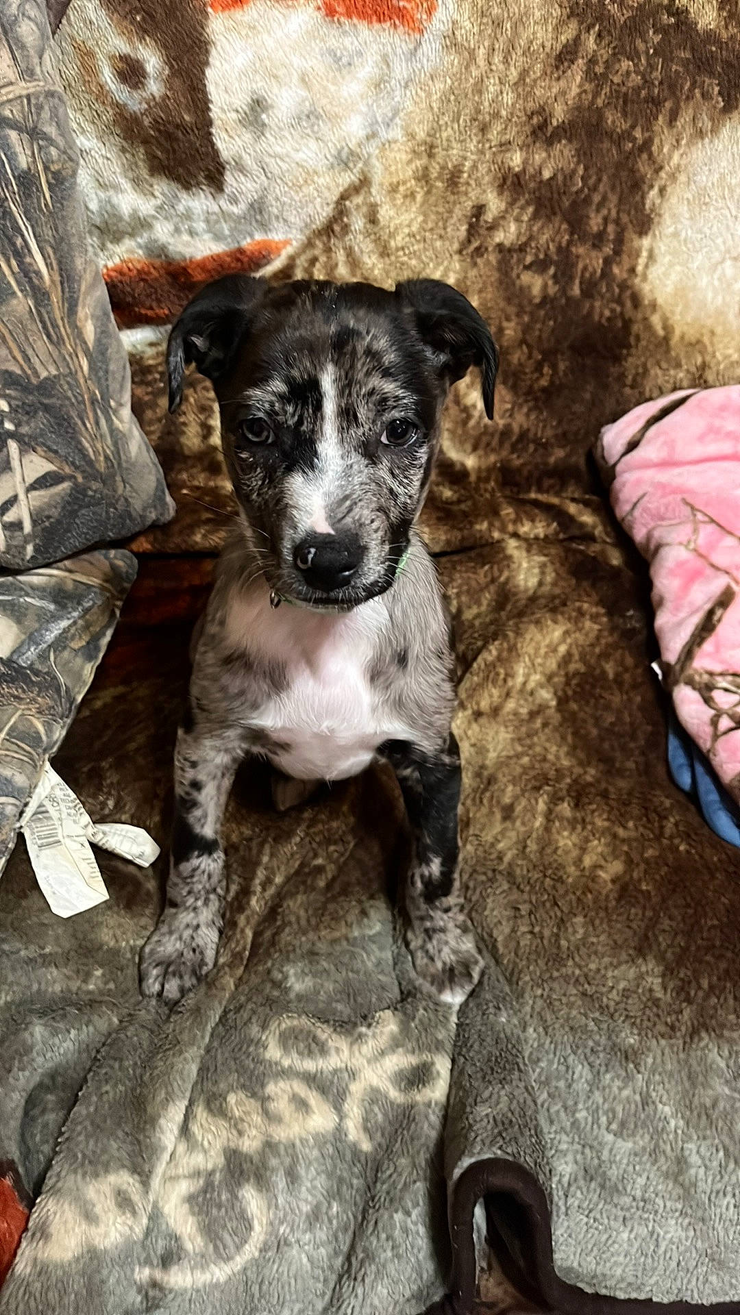 Ozzy is registered to the contest to win money with this photo: canidae, carnivore, companion_dog, dog, dog_breed, fur, snout, sporting_group, street_dog, terrestrial_animal, whiskers, working_animal