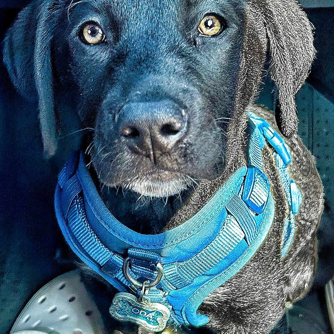 Koda is registered to the contest to win money with this photo: accessories, animal, belt, canine, clothing, collar, dog, face, footwear, head, hound, jewelry, labradorretriever, locket, pendant, person, pet, pointer, puppy, shoe