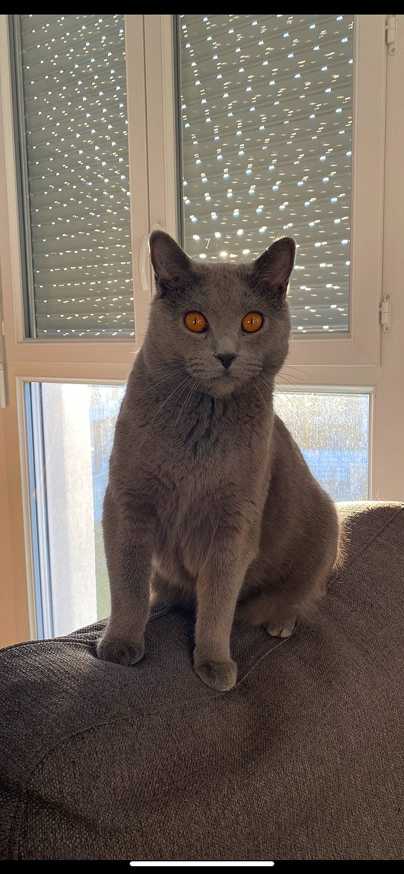 Tomi participe au concours pour gagner de l'argent avec cette photo : carnivore, cat, cat_supply, domestic_short_haired_cat, felidae, fixture, fur, grey, russian_blue, small_to_medium_sized_cats, snout, tail, terrestrial_animal, whiskers, window