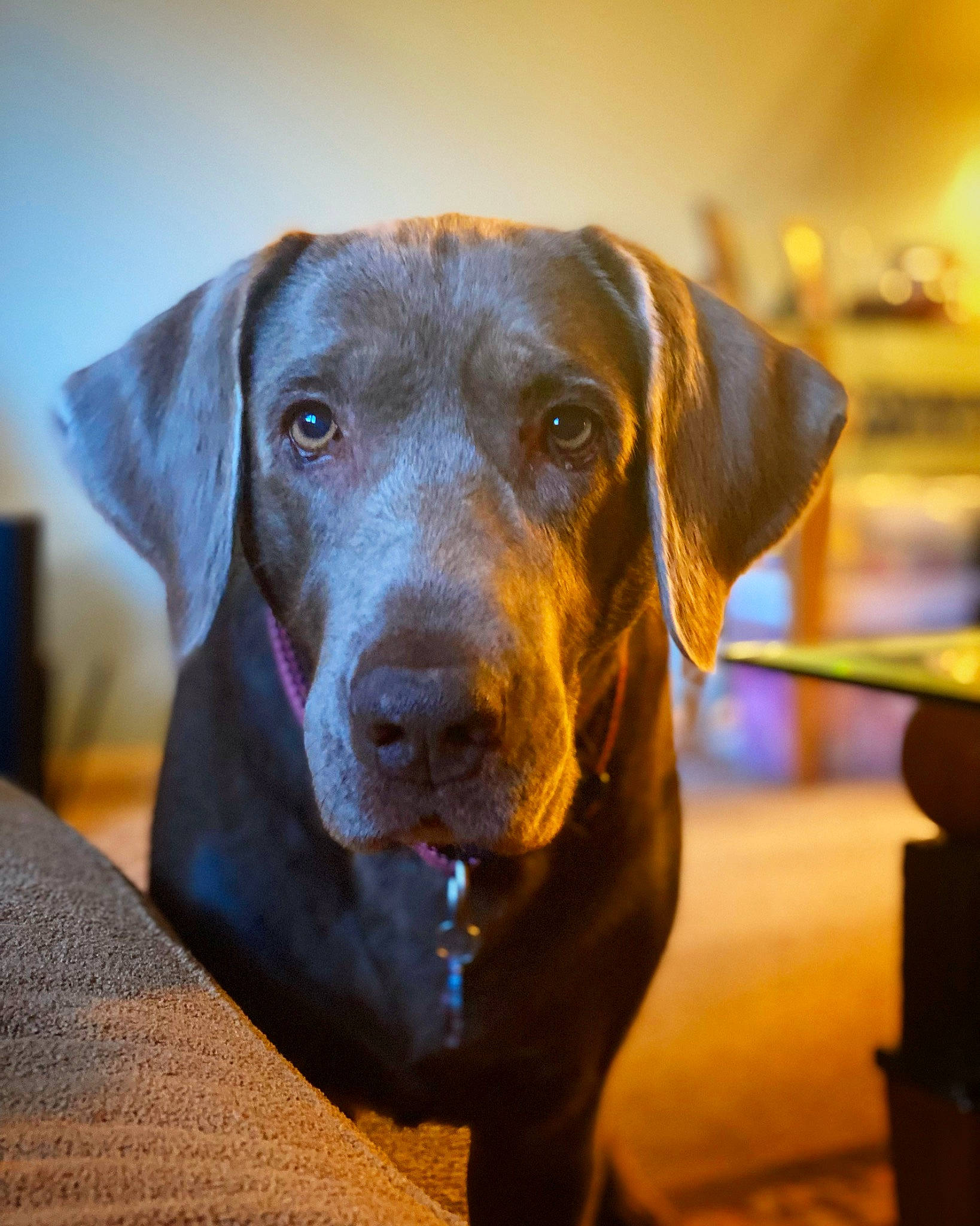 Pippa is registered to the contest to win money with this photo: borador, canidae, carnivore, collar, companion_dog, dog, dog_breed, dog_collar, electric_blue, fawn, fur, gun_dog, hunting_dog, liver, pet_supply, retriever, snout, sporting_group, whiskers, working_animal