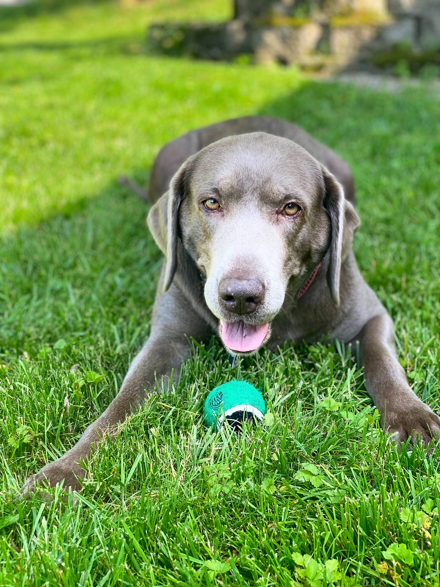 Pippa is registered to the contest to win money with this photo: canidae, carnivore, child_art, companion_dog, dog, dog_breed, grass, grassland, groundcover, happy, hunting_dog, plant, snout, sporting_group, tail, terrestrial_animal, tree, whiskers, working_animal