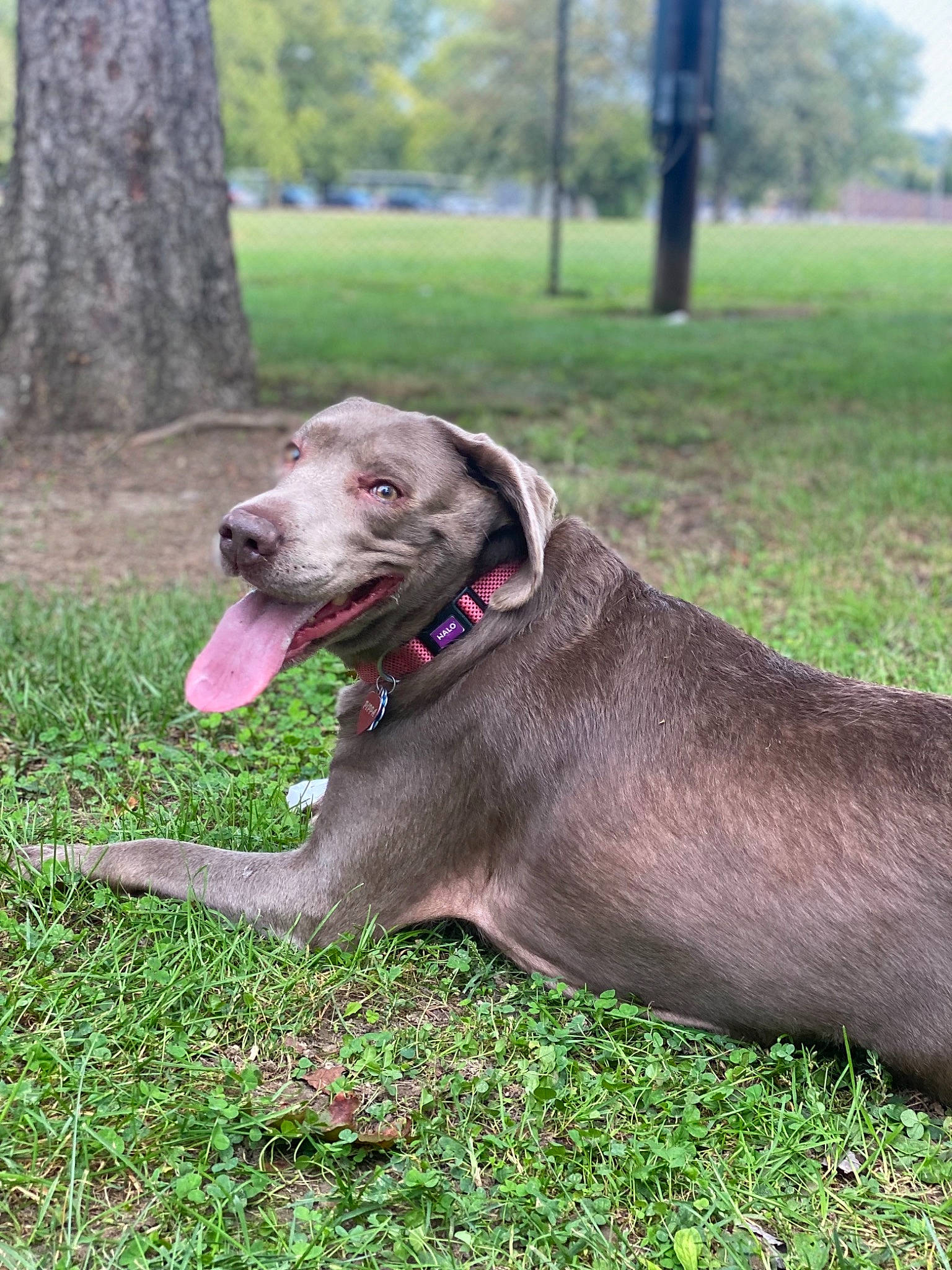 Pippa joined the competition — help win amazing prizes! carnivore, collar, companion_dog, dog, dog_breed, dog_collar, dog_supply, fashion_accessory, fawn, grass, liver, pet_supply, plant, rampur_greyhound, snout, sporting_group, tail, tree, whiskers, working_animal