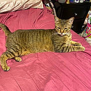 Mizzy joined the competition — help win amazing prizes! animal, bed, bottle, cat, clutter, container, domestic_cat, fur, furniture, household, indoor, lying_down, nightstand, pet, pillow, pink_bedspread, relaxed, striped, tabby_cat, whiskers