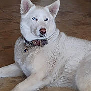 Wolf is registered to the contest to win money with this photo: animal, blue_eyes, canine, collar, dog, domestic_animal, ears, floor, fur, house, indoor, looking_away, muzzle, paw_tag, pet, portrait, relaxed, resting, tile_floor, white_dog