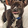 Henry is registered to the contest to win money with this photo: animal, bed, blanket, blue_collar, brown_dog, canine, closeup, cute, dog, ears, expression, fur, indoor, lying_down, pet, playful, small_dog, tag, tongue_out, whiskers