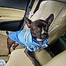 Henry joined the competition — help win amazing prizes! alert, blue_clothing, brown_eyes, car_interior, companion, cute, denim_jacket, dog, domestic_animal, door_panel, fashion, leather_seat, pet, puppy, seatbelt, short_hair, side_view, small_dog, vehicle, window