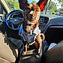 dog, denim_vest, car_interior, steering_wheel, dashboard, sunlight, pet, small_dog, seat, window, outdoor_view, ears, collar, seat_leather, center_console, shadow, tag, daylight, cute, animal
