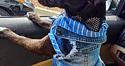 Henry is registered to the contest to win money with this photo: animal, black_dog, bow_tie, car, car_interior, casual, clothing, curious, daytime, denim_jacket, dog, door, parking_lot, paws, pet, seat, side_view, truck, urban, window