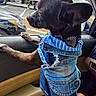 animal, black_dog, bow_tie, car, car_interior, casual, clothing, curious, daytime, denim_jacket, dog, door, parking_lot, paws, pet, seat, side_view, truck, urban, window
