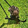 animal, black_dog, canine, close_up, dog, eyes, fur, grass, greenery, leash, mouth, nature, outdoor, pet, play, playful, small_dog, sunlight, teeth, tongue