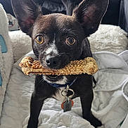 Hollywood Henry is registered to the contest to win money with this photo: dog, pet, bone, close_up, ears, eyes, black_fur, white_markings, blanket, indoor, collar, tag, cute, small_dog, chewing, playing, fur, animal, companion, curious