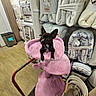 bedding, black_dog, blankets, cat_tree, collar, cozy, curious, dog, floor, home_goods, indoor, leisure, pet, pink, shelf, small_dog, stacked_items, store, white_markings, wood_floor