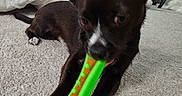 Hollywood Henry is registered to the contest to win money with this photo: animal, black_dog, carpet, chewing, couch, cute, dog, ears, floor, furniture, home, indoor, living_room, pet, playful, screen, small_dog, television, toy, white_paws