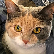 Jasmine is registered to the contest to win money with this photo: cat, close_up, golden_eyes, calico, fur, whiskers, pet, animal, curious, cozy, soft_fabric, indoor, cute, mammal, face, portrait, domestic_cat, feline, relaxed, companion