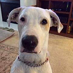 Dexter joined the competition — help win amazing prizes!