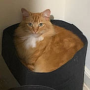 Jovante joined the competition — help win amazing prizes! cat, orange_tabby, fluffy, pet, indoor, cozy, container, feline, curious, white_patch, animal, resting, looking_at_camera, soft_fur, domestic_cat, cute, sitting, household, calm, portrait