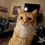 Titty joined the competition — help win amazing prizes! cat, orange_tabby, pet, indoor, bedroom, bedding, star_pattern, fan, poster, dreamcatcher, curious, whiskers, fur, ears, face, closeup, furniture, air_conditioner, water_bottle, cozy