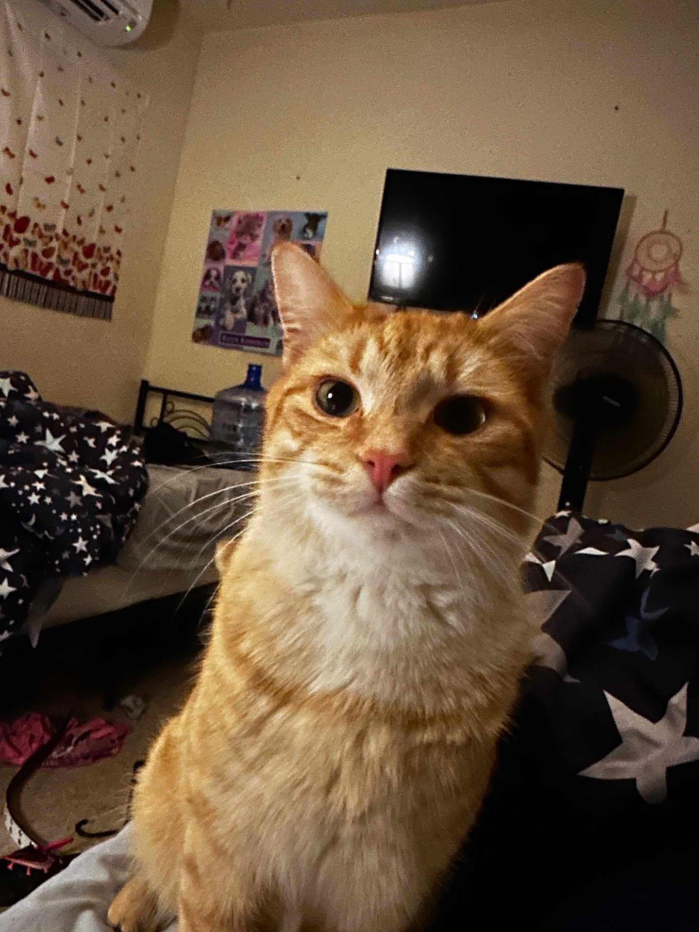 Titty joined the competition — help win amazing prizes! cat, orange_tabby, pet, indoor, bedroom, bedding, star_pattern, fan, poster, dreamcatcher, curious, whiskers, fur, ears, face, closeup, furniture, air_conditioner, water_bottle, cozy
