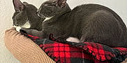 Thunder Lighting is registered to the contest to win money with this photo: animal, blanket, cat, cozy, cute, ears, feline, fur, gray_cat, indoor, nap, peaceful, perch, pet, plaid, resting, sleeping, soft, two_cats, whiskers