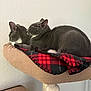 animal, blanket, cat, cozy, cute, ears, feline, fur, gray_cat, indoor, nap, peaceful, perch, pet, plaid, resting, sleeping, soft, two_cats, whiskers