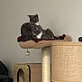 animal, blanket, cat, cat_condo, cat_perch, cat_tree, cats, cozy, domestic_cat, feline, furniture, grey_cat, home, indoor, lamp, pet, relaxed, resting, two_cats, white_cat