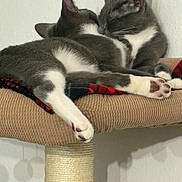 Thunder Lighting joined the competition — help win amazing prizes! animal, cat, cat_tree, cats, cozy, cuddling, cute, domestic_cat, feline, fur, gray_cat, indoor, nap, paw, peaceful, pet, resting, sleeping, two_animals, white_paws