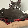 animal, blanket, cat, cat_perch, cats, cute, ears, face, feline, fur, gray_cat, indoor, looking, pet, plaid, relaxed, resting, tail, whiskers, white_cat