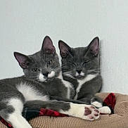 Thunder is registered to the contest to win money with this photo: animal, blanket, cat, cats, companions, cozy, cute, ears, feline, fur, gray_cat, indoor, paw, perch, pets, relaxed, resting, sleepy, whiskers, white_paws