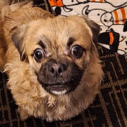 Otis joined the competition — help win amazing prizes! dog, fluffy, pet, indoor, carpet, blanket, animal, cute, wide_eyes, brown_fur, small_dog, looking_up, expression, patterned, home, domestic, canine, fur, close_up, companion