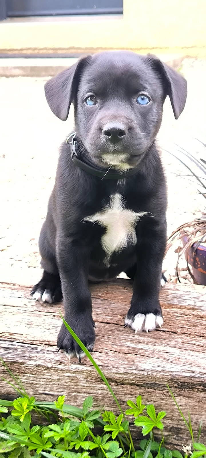 Alpine participe au concours pour gagner de l'argent avec cette photo : animal, black_fur, blue_eyes, closeup, collar, curious, cute, daylight, dog, fur, green_plants, nature, outdoor, pet, portrait, puppy, sitting, white_patch, wooden_plank, young_dog