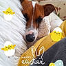 dog, sleeping, cushion, blanket, soft_texture, brown_and_white, indoors, decorations, easter, stickers, yellow_chick, egg, bunny, cozy, resting, pet, close_up, cute, holiday, festive
